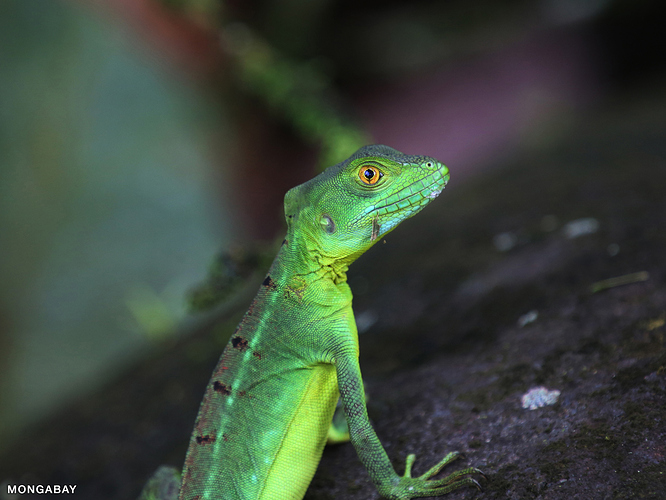 costa_rica_la_selva_0617