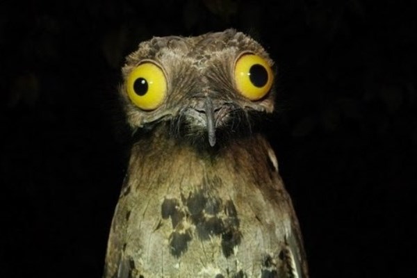 potoo